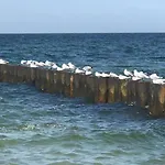 Jasmin * דז'יבנובק